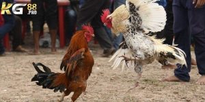 Đá Gà Tre - Sân Chơi Giải Trí Hấp Dẫn Không Thể Bỏ Lỡ