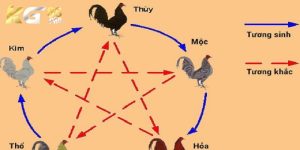 Màu Mạng Đá Gà Kg88: Bí Quyết Chọn Gà Chiến Thắng Cao