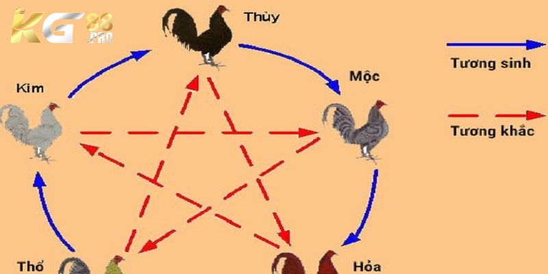 Màu Mạng Đá Gà Kg88: Bí Quyết Chọn Gà Chiến Thắng Cao Màu Mạng Đá Gà Kg88: Bí Quyết Chọn Gà Chiến Thắng Cao